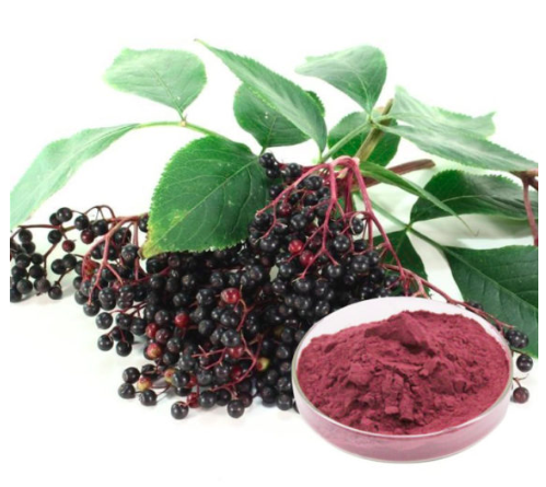 ElderBerry_Extract