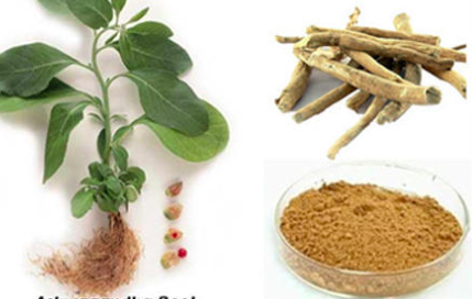 Withania Somnifera Extract