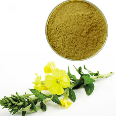 Evening Primrose Extract Powder